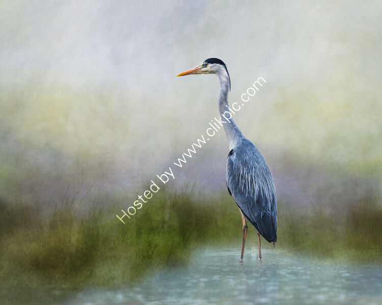 SILENCE by Michelle Jackson