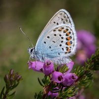 SILVER-STUDDED BLUE ON BELL HEATHER by Christine Maughan