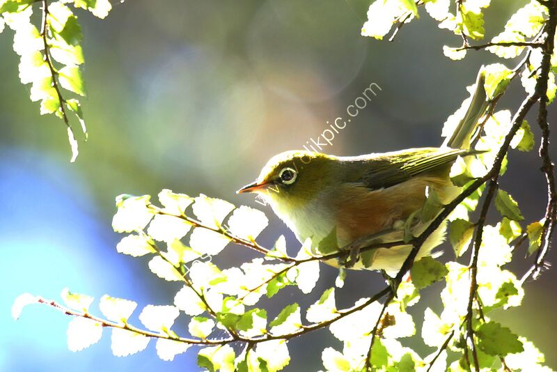 SILVEREYE by Ian Humphries
