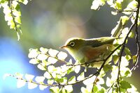 SILVEREYE by Ian Humphries