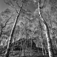 SILVER BIRCH, BOLEHILL QUARRY by Mike Arblaster