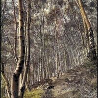 SILVER BIRCH TREES by David Harrison