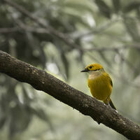 SILVER THROATED TANAGER by Malcolm Neal