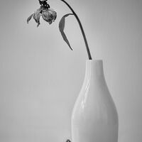 SIMPLE STUDY by Christine Maughan
