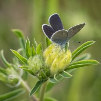 SMALL BLUE ON FOODPLANT