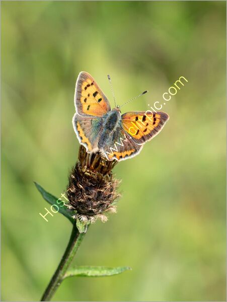 SMALL COPPER by Kevin Marriott