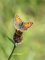 SMALL COPPER by Kevin Marriott