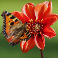 SMALL TORTOISESHELL BUTTERFLY ON DAHLIA by Christine Maughan