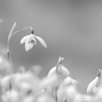 SNOWDROPS by Sarah Middleton