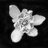 SNOWDROP BLOOM by Derrick Tuplin
