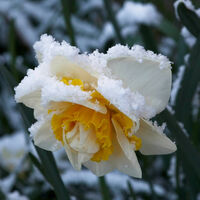 SNOW ON NARCISSI by Alan Locke