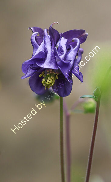 SOLITARY BLUE by Dave James