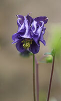 SOLITARY BLUE by Dave James
