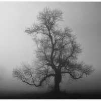 SOLITARY By Wayne Churchill