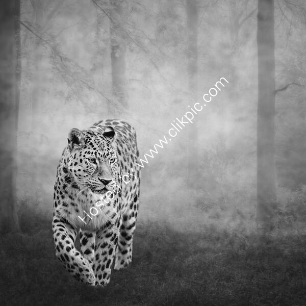 SOLITUDE by Michelle Jackson