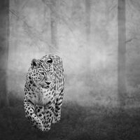 SOLITUDE by Michelle Jackson