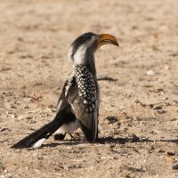 SOUTHERN YELLOW BILLED HORNBILL by Malcolm Neal