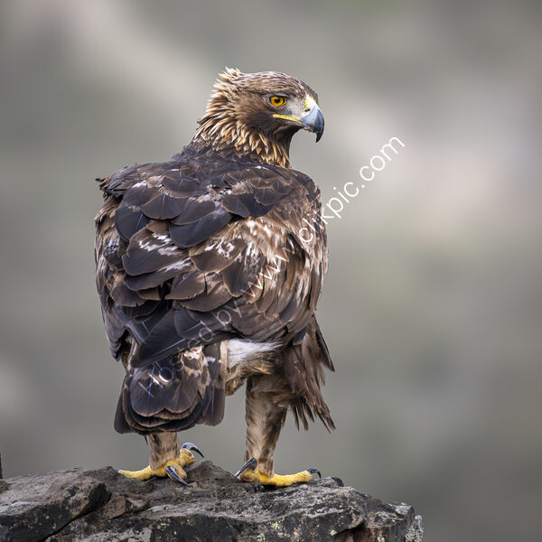 SOVEREIGN OF THE SKIES by Richard Bower