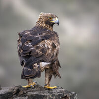 SOVEREIGN OF THE SKIES by Richard Bower