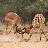 SPARRING IMPALAS by Christine Maughan
