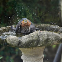 SPARROWHAWK BATHING by Malcolm Neal
