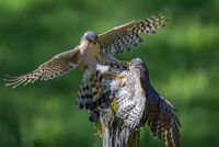 SPARROWHAWK WARS by Richard Bower