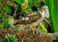SPARROW HAWK ON PREY by Malcolm Sargent