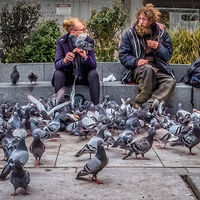 SPEAKING PIGEON by Tony Barker