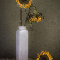 SPENT SUNFLOWERS by Christine Maughan
