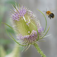 SPIKY LANDING by Malcolm Neal