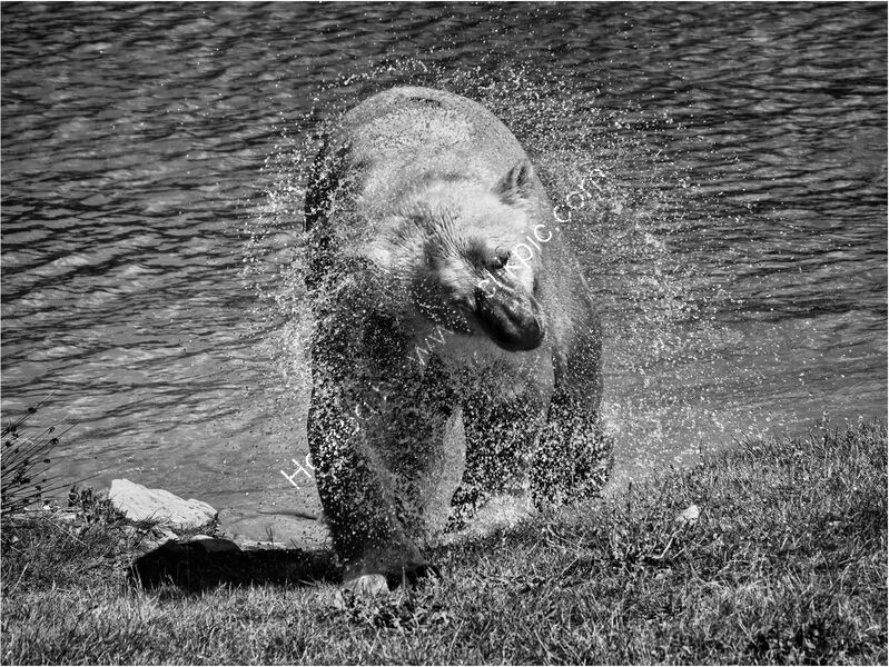 SPIN DRY POLAR BEAR STYLE by Mark Constable