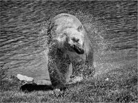 SPIN DRY POLAR BEAR STYLE by Mark Constable