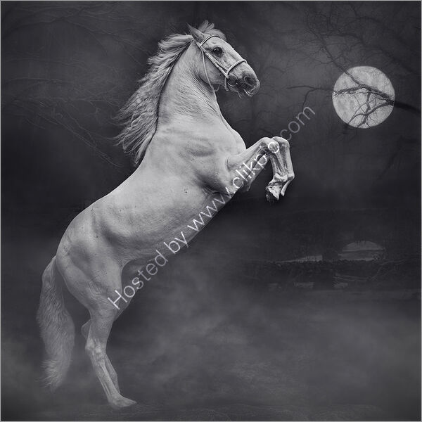 SPOOKED IN THE MOONLIGHT by Chris Greaves