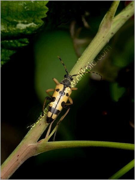 SPOTTED LONGHORN BEETLE by Kevin Marriott