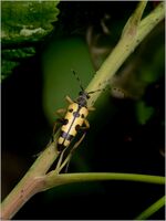 SPOTTED LONGHORN BEETLE by Kevin Marriott