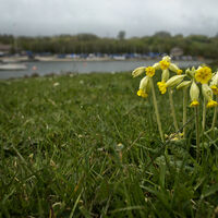 SPRING AT CARSINGTON by Malcolm Sargent