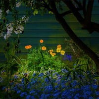 SPRING AT THE SHED by Graham Duro