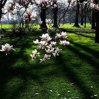 SPRING FROM THE SHADOWS by Alan Carr