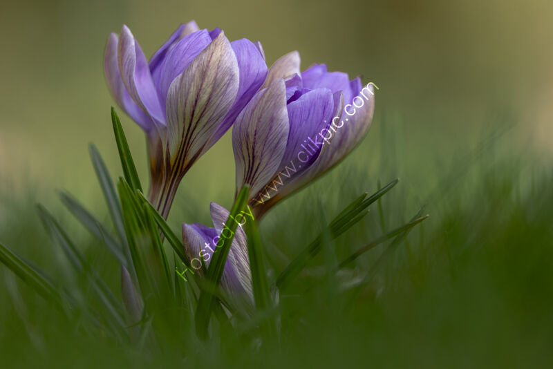 SPRING IS BLOOMING by Christine Maughan