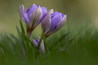 SPRING IS BLOOMING by Christine Maughan