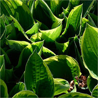SPRING LIGHT ON HOSTAS by Gill Dishart