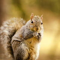 SQUIRREL by Wayne Churchill