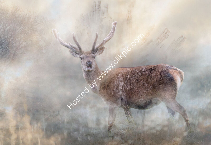 STAG IN THE MIST by Christine Maughan