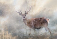 STAG IN THE MIST by Christine Maughan