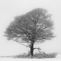 STANDING STRONG by Michael Mears