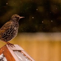 STARLING IN THE SNOW SHOWER by Derrick Tuplin