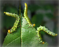STARTLED ROSE SAWFLY LARVAE by Susan Swain