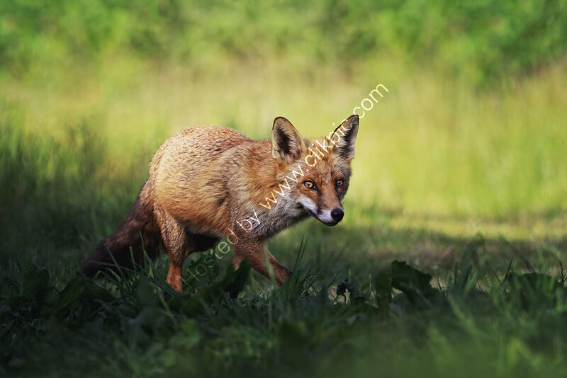 STEALTH MODE by Michelle Jackson