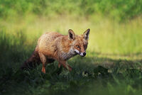 STEALTH MODE by Michelle Jackson