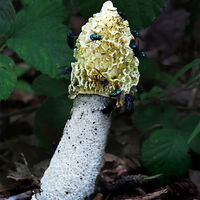 STINKHORN AND SPORE SPREADERS by Sue Swain